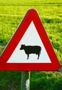 Warning for dog owners: cows are more dangerous than you think